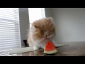 Kitty with a Watermelon Addiction