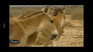 Safari Scrapbook Donkey