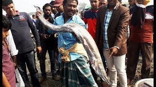Really Amazing Sea Fish Market In Bangladesh II Sea Fish Market bd II fishing Village