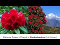 Nepali song mp3, Nepali dance song, Nepali hit song