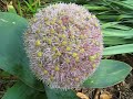 garden video