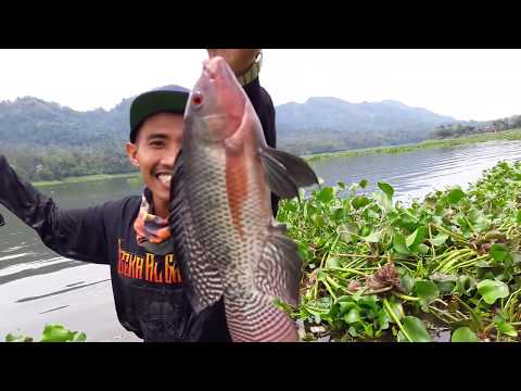 Cara Unik Mancing Ikan Nila Lihat Hasilnya !!