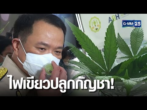 "อนุทิน" ยันปลดล็อก กัญชา แล้ว ปชช.ปลูกได้ ครัวเรือนละ 6 ต้น | เกาะข่าวเที่ยง | GMM25