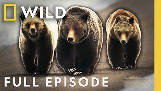 Killer Claws Clash Of The Bears Full Episode When Predators Attack