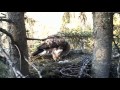 Estonian Lesser Spotted Eagle - Eha & Koit - 05/07/3 Two eggs