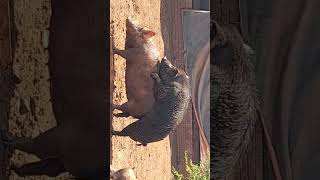 Mating Pigs Annoying A Dog