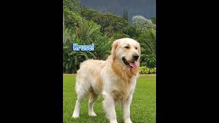 Magnificent Den Retrievers -Its Sasha Skye And Kruse & Da Goat