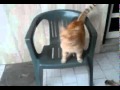 cane che si scopa il gatto
