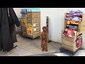 Watching video Cute Dog on two legs - what is he/she waiting for?