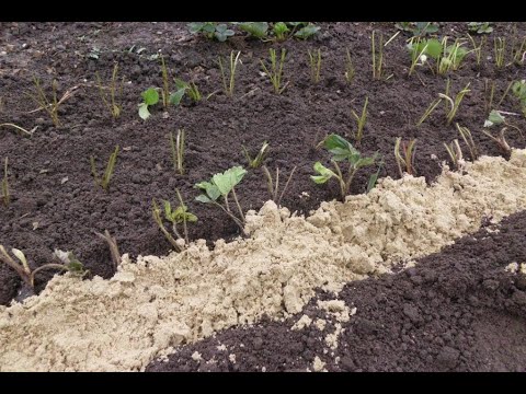 Земляника сорт лучшие сорта сибири Земляника сорт лучшие сорта сибири