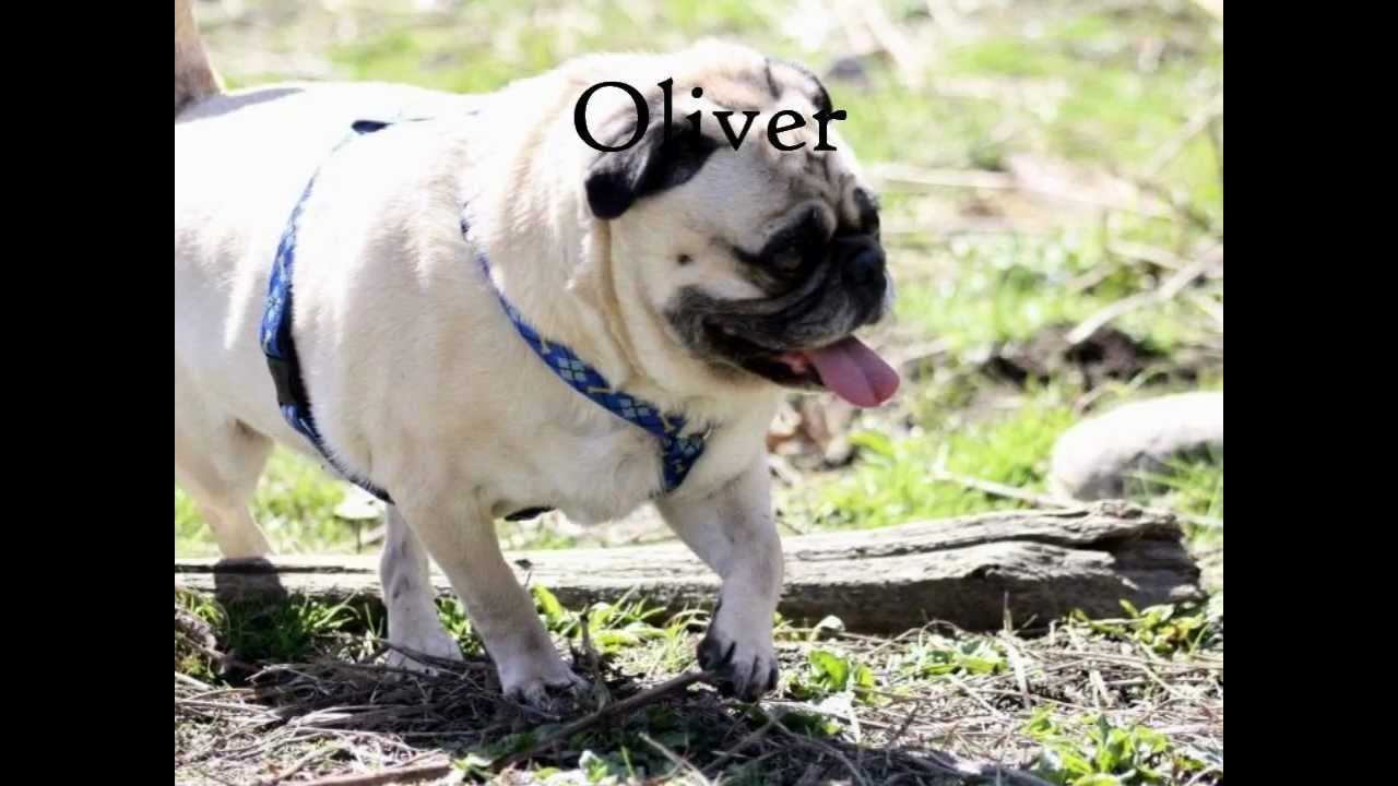 prone pug rescue adopt me pug rescue of new prone pugs available for adoption as of 4 15 12 prone pug rescue adopt me pug rescue of new prone pugs available for adoption as of 4 15 12