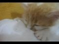 Sansão, o gato que mama - Sansão the Breastfeeding Cat