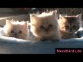 katze