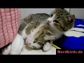 katze