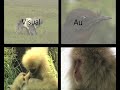Animal Communication