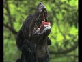 Animal Communication