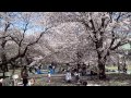 都立小金井公園の桜を見に行ってきました。