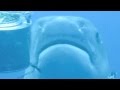 Shark Diving - Aqua Planet - South Africa Shark Diving - Aqua Planet - South Africa