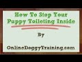 How To Stop Your Puppy Toileting Inside Video Tips