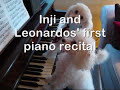 Dogs play the piano - PRO poodle style!
