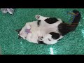 TOP FUNNY HIGHLIGHTS of CATS - Hilarious CAT compilation