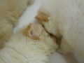 CHOW CHOW PUPPIES