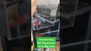 Transfer Fish To New Aquarium Easily And Safely How To Move Your Fish To A Large Tank