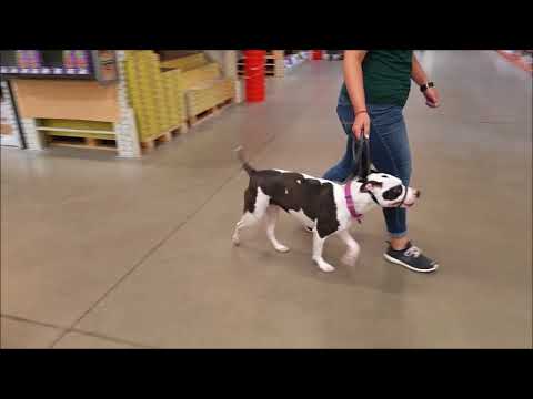 Daisy Impulse Control Loose Leash Handling Dog Encounter