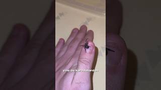 Türkiye’nin en zehirli örümceği karadul