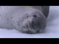Natural Documentary - The Lords of Ice - National Geographic Documentary