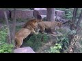 Video Львы в Киевском зоопарке )
