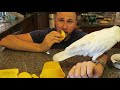 10 Kitchen Gadgets put to the Test - part 16