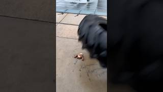 Squishy Monkey Crushed With A Tractor Tyre