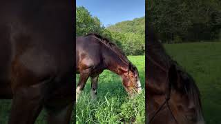 Oliver The Clydesdale Eating Yummy Grass + Announcement! #Shorts #Clydesdale #Rescuehorse #Horse
