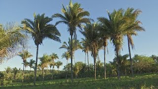 Repórter Eco - Programas - 2017
