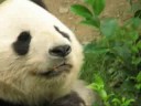 タケノコを食べる神戸パンダ　Giant Panda Eating Bamboo Shoot
