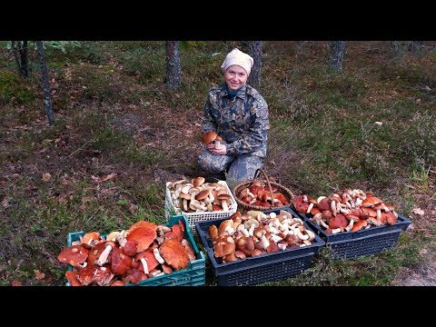 Посадка белых грибов видео Посадка белых грибов видео