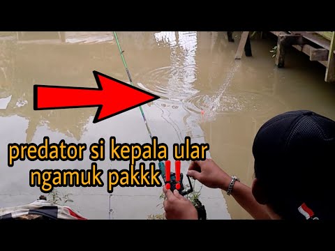 seng penting mancing | ada si kepala ular kena mata kail
