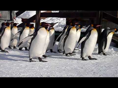 penguins are walking around．