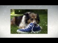 Important Dog Obedience Tips So You Can Learn How To images Important Dog Obedience Tips So You Can Learn How To