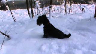 Pepper En Joep De Lakeland Terriers In Meer En Bos