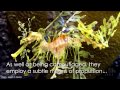 weird marine animals