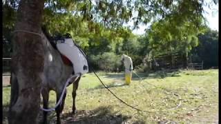 MEC JEGUE - Pulverizador a tração animal