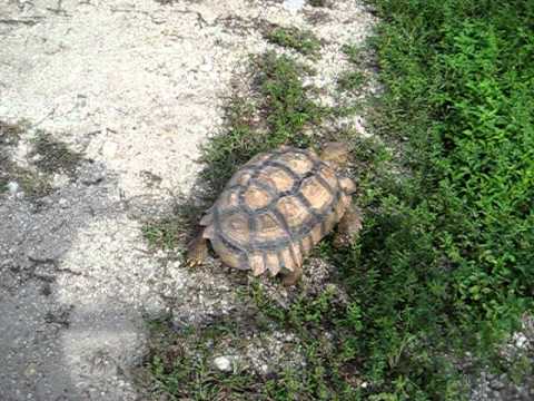 African Spurred Tortoise In Everglades