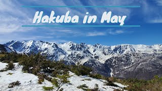 Snow in May. Hakuba's last week for the 20/21 season. It's all about those views.