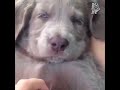 Top Funny Animals Part (2)