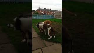 Mum And Son Play Fighting