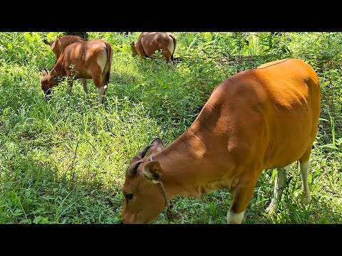 CATTLE HERDS!! VILLAGE FARMERS CATTLE HERDS!! VILLAGE FARMERS