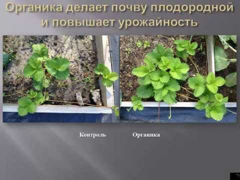 Когда осенью садить землянику Когда осенью садить землянику