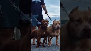 Haddes And Apollo, Puppies Bulls.